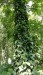 Közönséges (erdei) borostyán - örökzöld kúszónövény